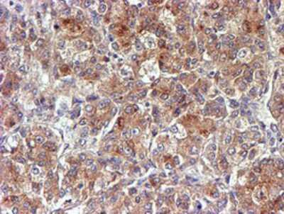 Immunohistochemistry-Paraffin: midA Antibody (OTI4A5) [NBP2-00820]