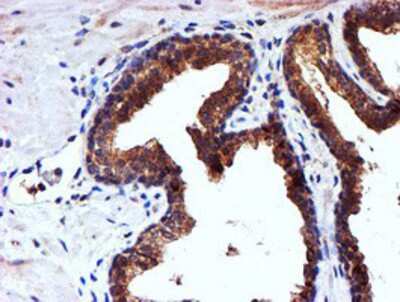 Immunohistochemistry-Paraffin: midA Antibody (OTI4A5) [NBP2-00820]
