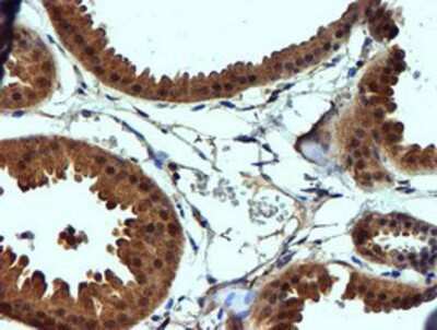 Immunohistochemistry-Paraffin: midA Antibody (OTI4A5) [NBP2-00820]