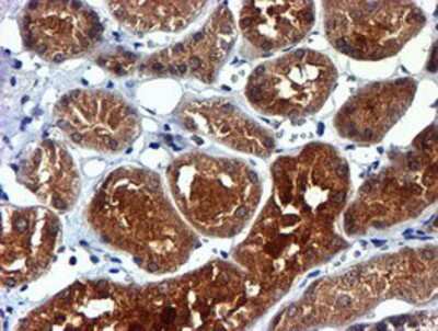 Immunohistochemistry-Paraffin: midA Antibody (OTI4A5) [NBP2-00820]