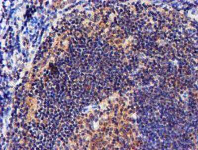 Immunohistochemistry: midA Antibody (OTI4A5) - Azide and BSA Free [NBP2-72681]