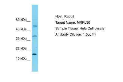 Western Blot: mitochondrial ribosomal protein L30 Antibody [NBP2-83209]