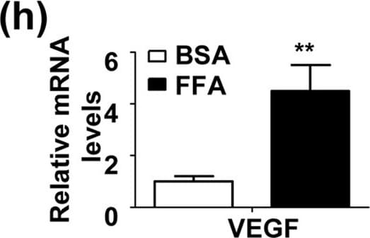 Detection of Mouse VEGF