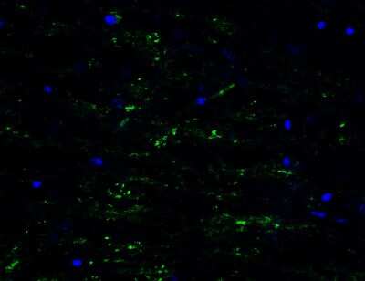 Immunocytochemistry/ Immunofluorescence: mtRNA polymerase Antibody - BSA Free [NBP3-18334]