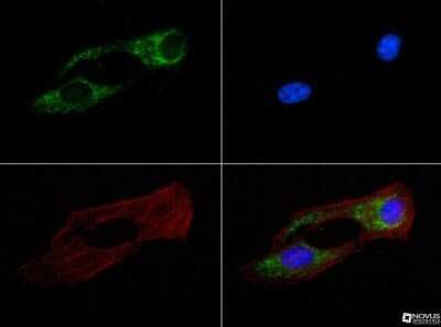 Immunocytochemistry/ Immunofluorescence: mtTFA Antibody (18G102B2E11) - Azide and BSA Free [NBP2-80858]