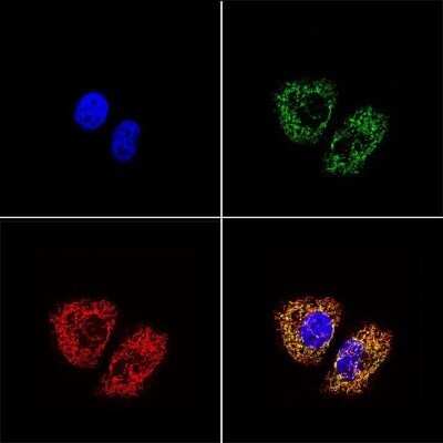 Immunocytochemistry/ Immunofluorescence: mtTFA Antibody (18G102B2E11) - Azide and BSA Free [NBP2-80858]