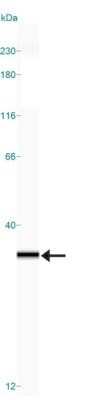 Simple Western: mtTFA Antibody (18G102B2E11)Azide and BSA Free [NBP2-80858]
