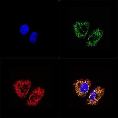 Immunocytochemistry/ Immunofluorescence: mtTFA Antibody (18G102B2E11) [NBP1-71648]
