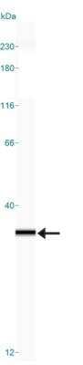 Simple Western: mtTFA Antibody (18G102B2E11) [NBP1-71648]