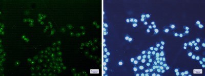 Immunocytochemistry/ Immunofluorescence: mtTFA Antibody (S08-3E2) [NBP3-19504]