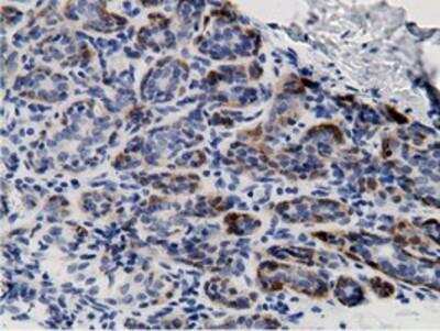 Immunohistochemistry-Paraffin: mu Crystallin Antibody (OTI1G7) [NBP2-02829]