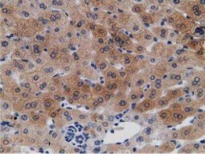 Immunohistochemistry-Paraffin: mu Crystallin Antibody (OTI1G7) [NBP2-02829]
