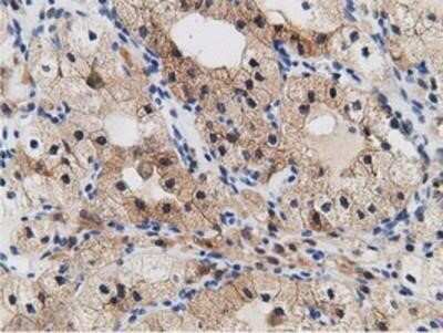 Immunohistochemistry: mu Crystallin Antibody (OTI1G7) - Azide and BSA Free [NBP2-72825]
