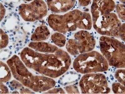 Immunohistochemistry: mu Crystallin Antibody (OTI1G7) - Azide and BSA Free [NBP2-72825]