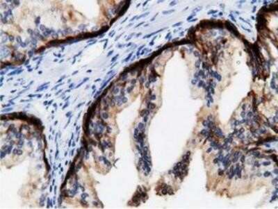 Immunohistochemistry: mu Crystallin Antibody (OTI1G7) - Azide and BSA Free [NBP2-72825]