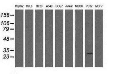Western Blot: mu Crystallin Antibody (OTI1G7)Azide and BSA Free [NBP2-72825]