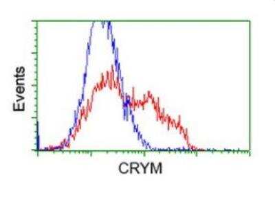 Flow Cytometry: mu Crystallin Antibody (OTI1G7) [NBP2-02829]