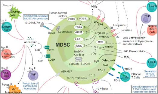 Diagram showing the mechanisms of myeloid-derived suppressor cell-mediated immunosuppression in the tumor microenvironment
