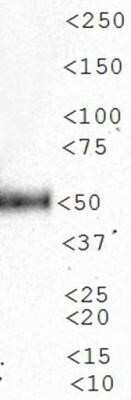 Western Blot: n-Myc Antibody (NMYC-1)Azide and BSA Free [NBP2-80882]