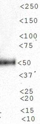 Western Blot: n-Myc Antibody (NMYC-1)BSA Free [NB200-109]