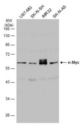 Western Blot: n-Myc Antibody [NBP3-13281]
