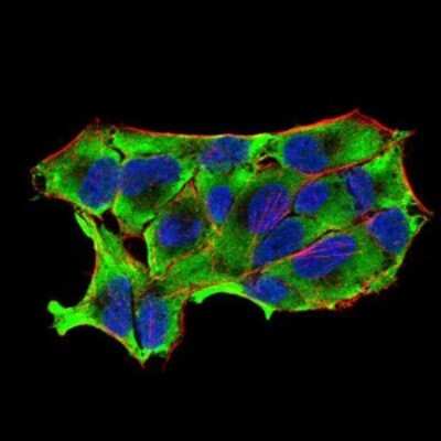 Immunocytochemistry/ Immunofluorescence: nNOS Antibody (2E11G6) - BSA Free [NBP2-52520]