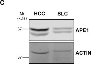 APE Antibody - BSA Free