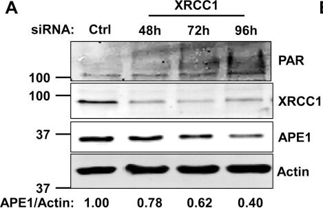 APE Antibody - BSA Free
