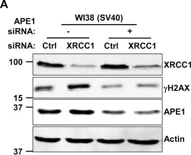 APE Antibody - BSA Free