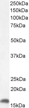 Western Blot Detection of AIF-1/Iba1 in Mouse Lymph Node Lysate
