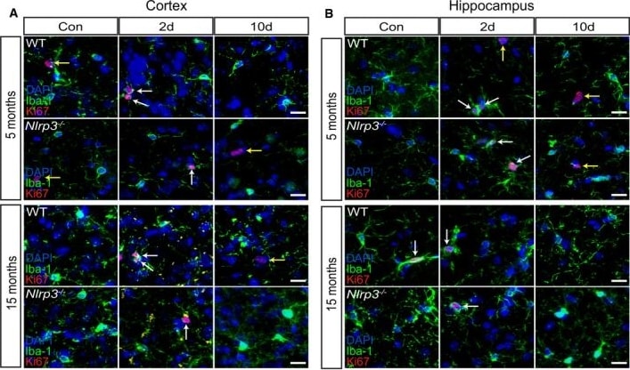 AIF-1/Iba1 Antibody
