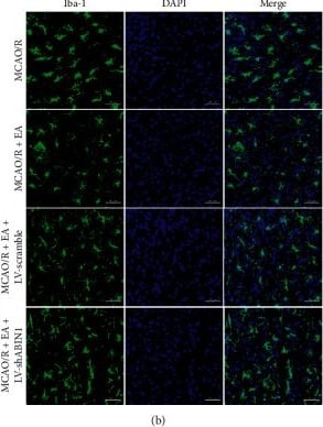 AIF-1/Iba1 Antibody