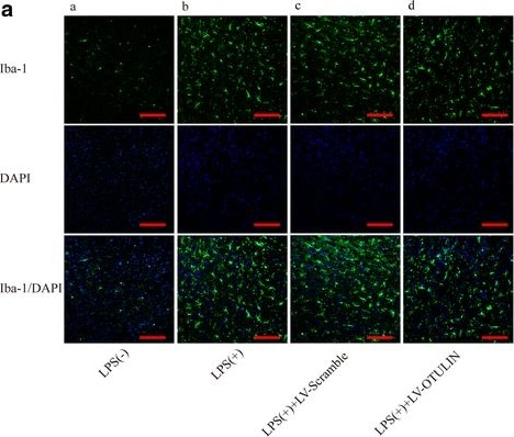 AIF-1/Iba1 Antibody