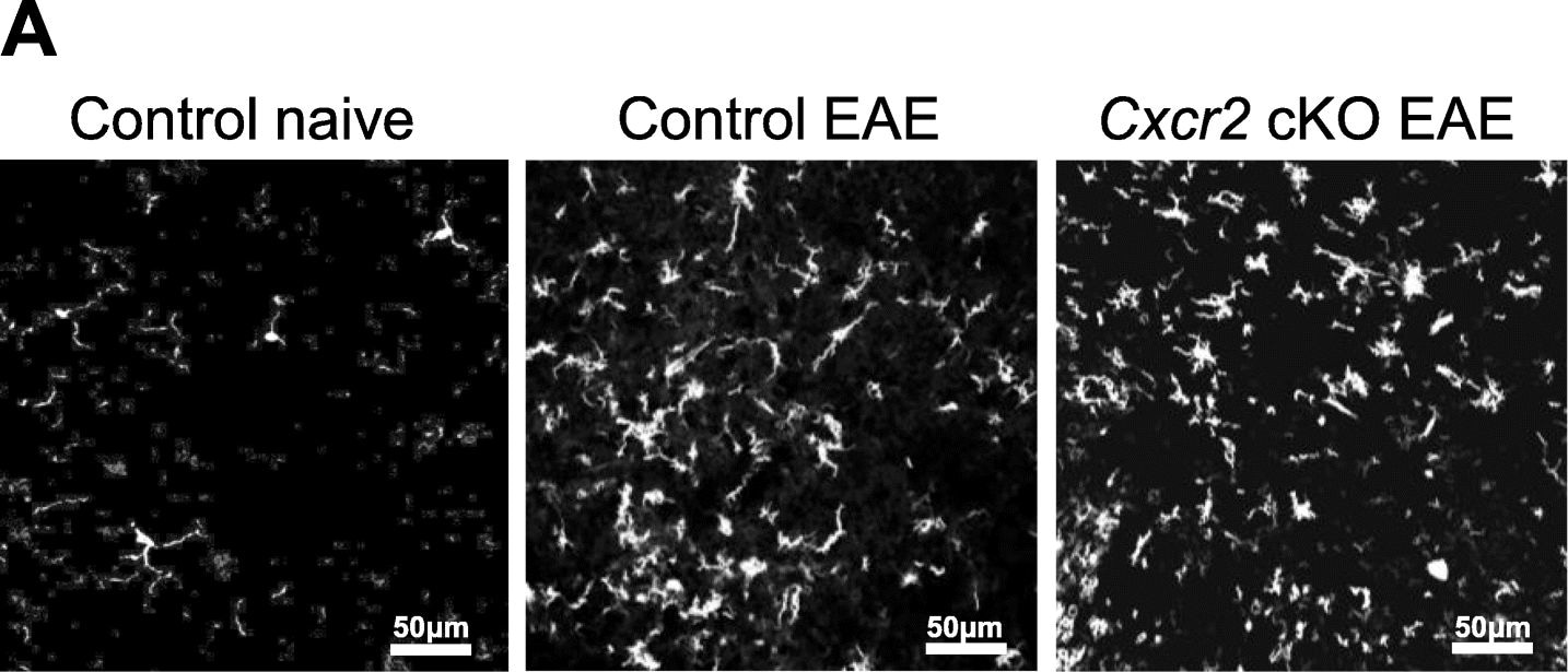 AIF-1/Iba1 Antibody
