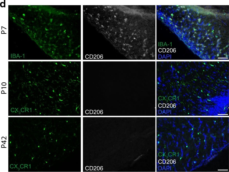 AIF-1/Iba1 Antibody