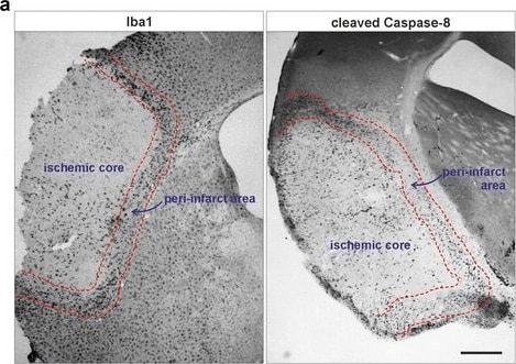 AIF-1/Iba1 Antibody