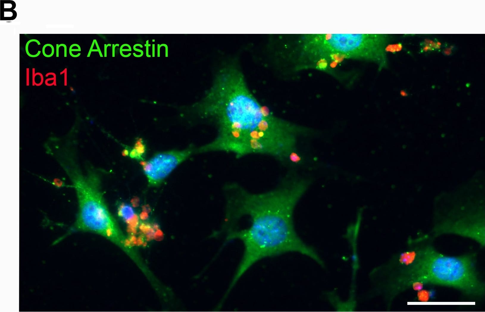 AIF-1/Iba1 Antibody