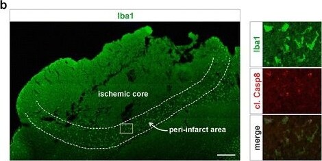 AIF-1/Iba1 Antibody