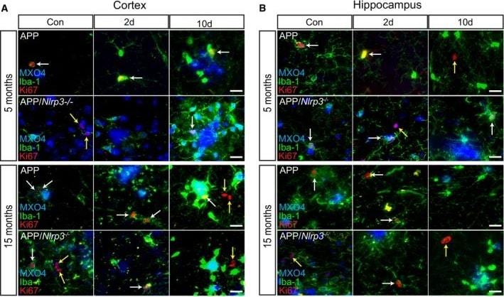 AIF-1/Iba1 Antibody
