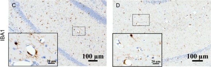 AIF-1/Iba1 Antibody