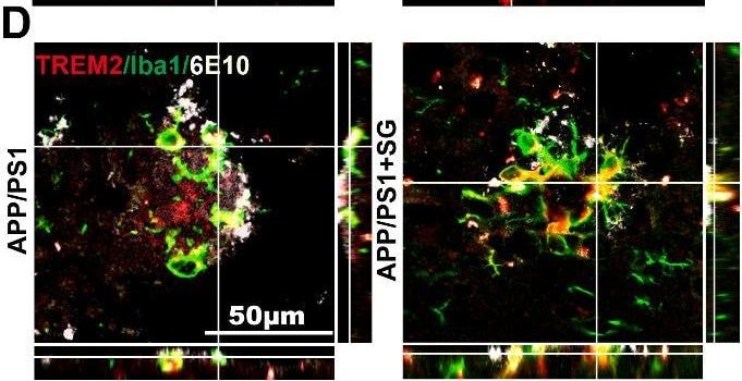 AIF-1/Iba1 Antibody