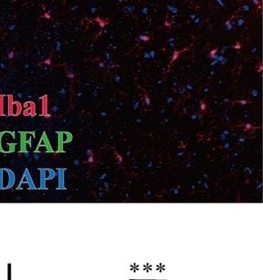 AIF-1/Iba1 Antibody