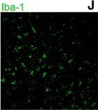 AIF-1/Iba1 Antibody