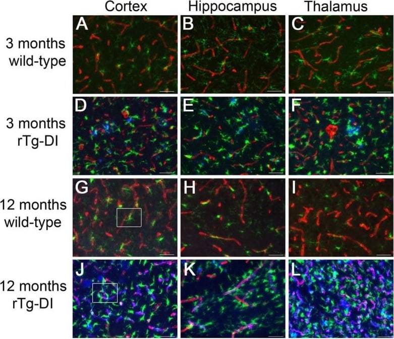AIF-1/Iba1 Antibody