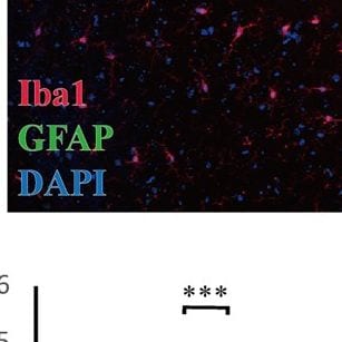 AIF-1/Iba1 Antibody