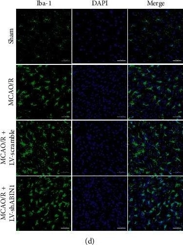 AIF-1/Iba1 Antibody