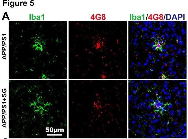 AIF-1/Iba1 Antibody
