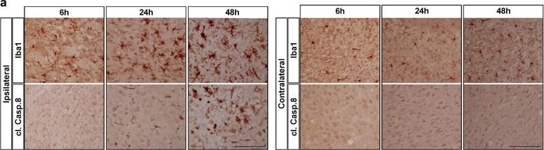 AIF-1/Iba1 Antibody
