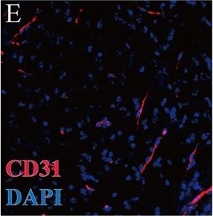 AIF-1/Iba1 Antibody