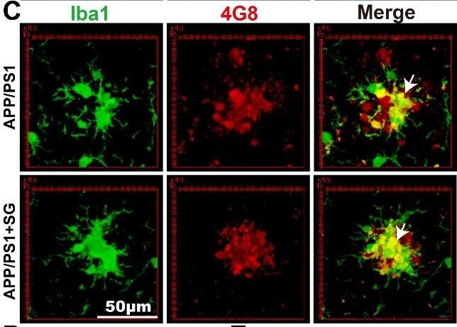 AIF-1/Iba1 Antibody